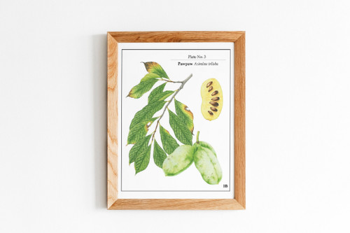 Pawpaw botanical illustration - pawpaw,